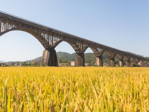 “共享稻田”在寧德開耕 探索城鄉文旅資源雙向流通